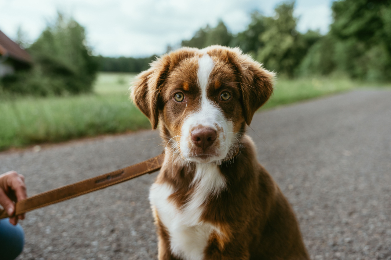 Vintage Hundelleine Dogmaster Leder