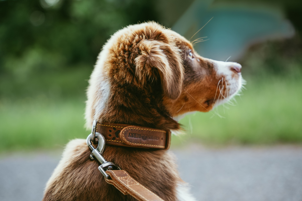Vintage Dog Neckholder 35 cm Leder